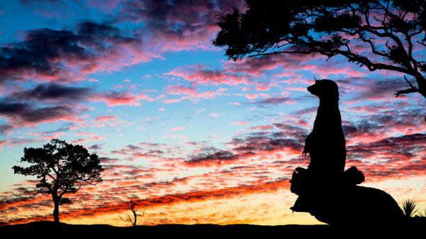 Desert landscape with a beautiful sunset and a silhouette of a meerkat sitting on a tree. Desert at sunset. stock photo