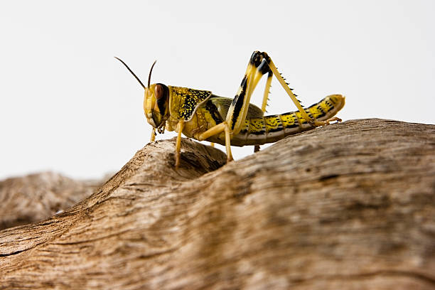 Desert Locust stock photo