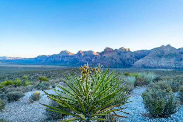 Desert plants stock photo