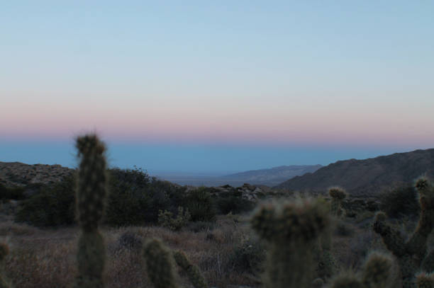 Desert Sunset with Cactus stock photo