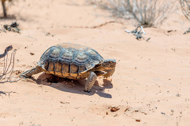 Desert Tortoise, Gopherus agassizii, in the sandy Nevada desert after emerging from its winter hibernation den. stock photo