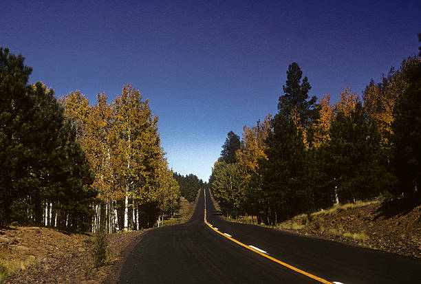 Deserted road Straight road through trees somewhere in Arizona. hearkencreative stock pictures, royalty-free photos & images