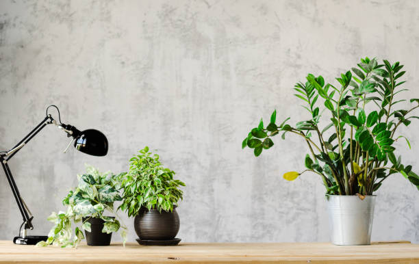 How To Find Office Plants