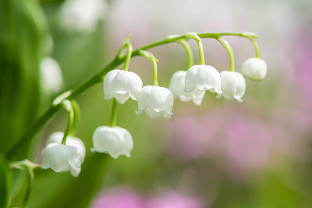 Detail Lily of the valley stock photo