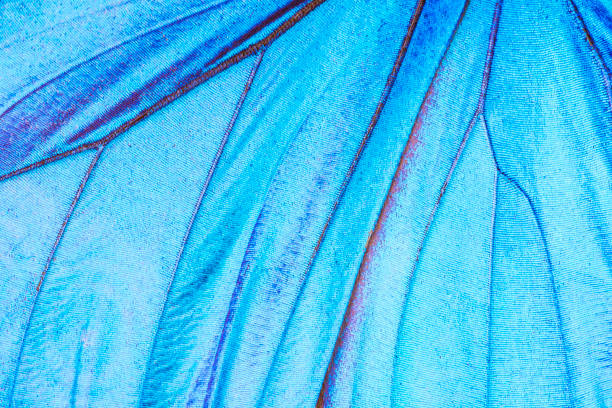 Detail of a butterfly wing stock photo