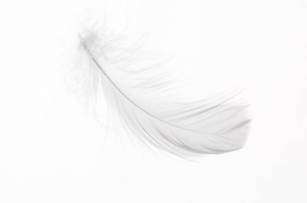 Detail of a white feather White feather isolated on white background feather stock pictures, royalty-free photos & images