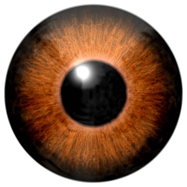 Detail of eye with brown colored iris and black pupil stock photo