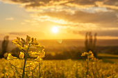 istock Detail of golden rape plant in golden sunlight over rural landscape with agricultural rape fields and group of trees, Eifel, Germany 1364674189
