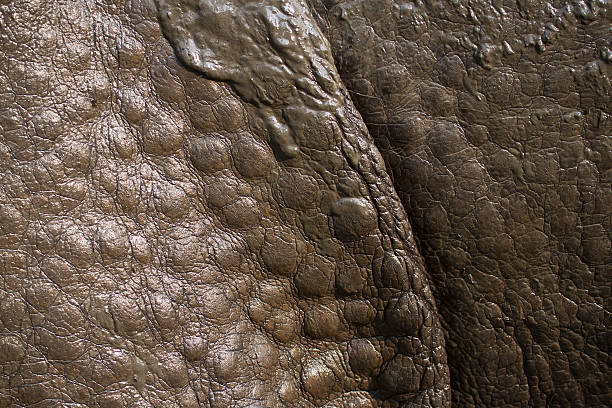 detail of greater one-horned rhinoceros skin species Rhinoceros unicornis, Nepal terai stock pictures, royalty-free photos & images