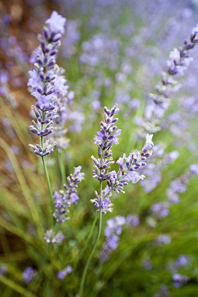 Detail of lavender, Vaucluse region, Provence, France stock photo
