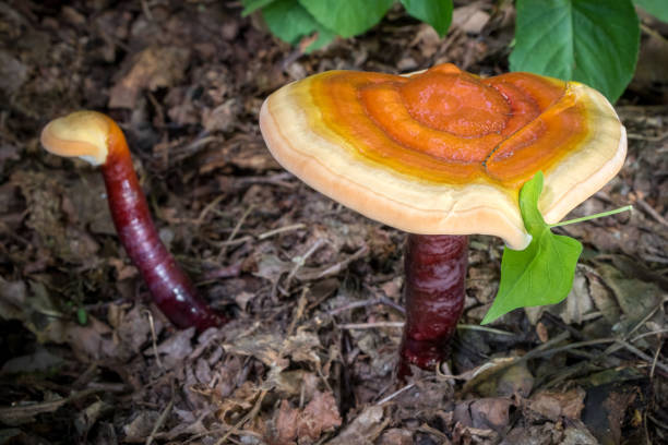 Detail of medicinal polypore mushroom known as reishi Detail of medicinal polypore mushroom Ganoderma lucidum known as reishi - used in traditional Chinese medicine reishi mushroom stock pictures, royalty-free photos & images