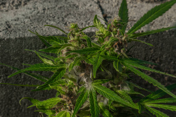 Detail of old sick marijuana with mildew on green bloom stock photo