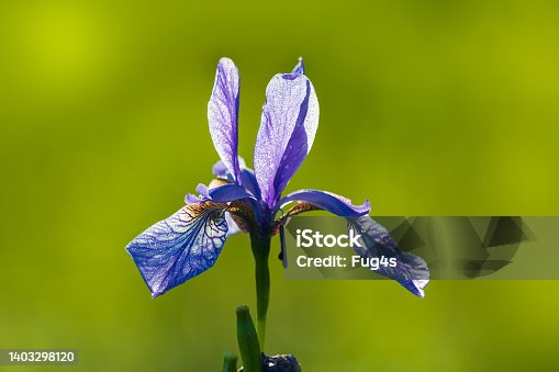 istock Detail of Siberian iris, iris sibirica flower blossom with blured background 1403298120
