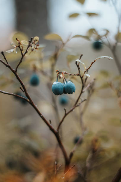 Detail of the berries growing in autumn in the Kainuu region near Kajaani, Finland. Blue, red berries to eat. Biodiversita Suomi nature. Blueberries stock photo