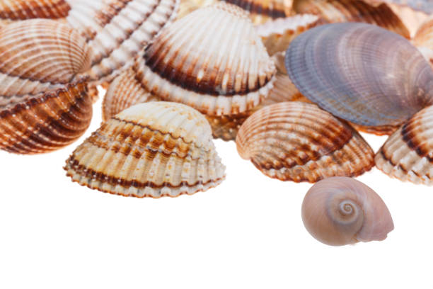 Detail of various isolated seashells stock photo