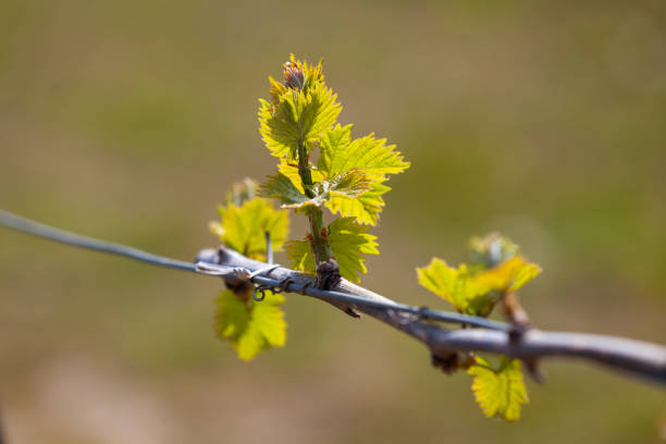Detail of vineyards in spring stock photo