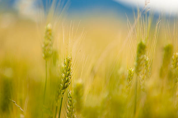 Detail of Wheat Field stock photo