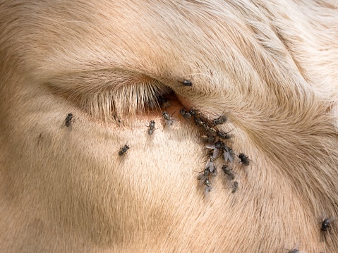 牛の眼球に座ったり 白い牛の睡眠 ストックフォト 写真素材