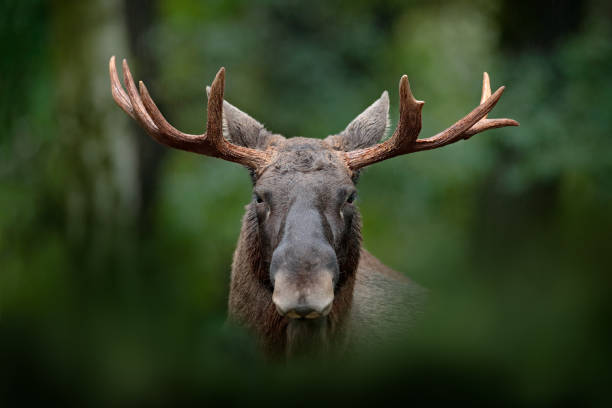 Detail portrait of elk, moose. Moose, North America, or Eurasian elk, Eurasia, Alces alces in the dark forest during rainy day. Beautiful animal in the nature habitat. Wildlife scene from Sweden. stock photo