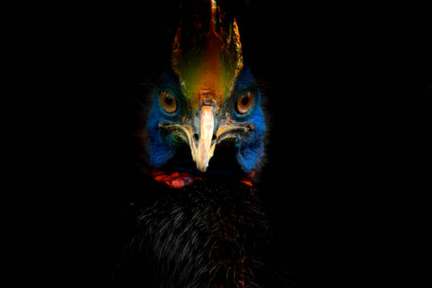 Detail portrait of Southern cassowary, Casuarius casuarius, known as double-wattled cassowary. Australian big forest bird from Papua New Guinea. Big bird with red blue haed from nature. stock photo