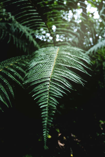 Detail shot of a fern leaf growing in a forest. Fern floral natural background in sunlight. stock photo