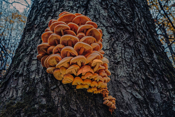 Detail shot of orange edible mushrooms flammulina velutipes on wood. Orange edible mushrooms flammulina velutipes on dark wood. Nature mushrooms texture. Wood mushrooms background. enoki mushroom stock pictures, royalty-free photos & images