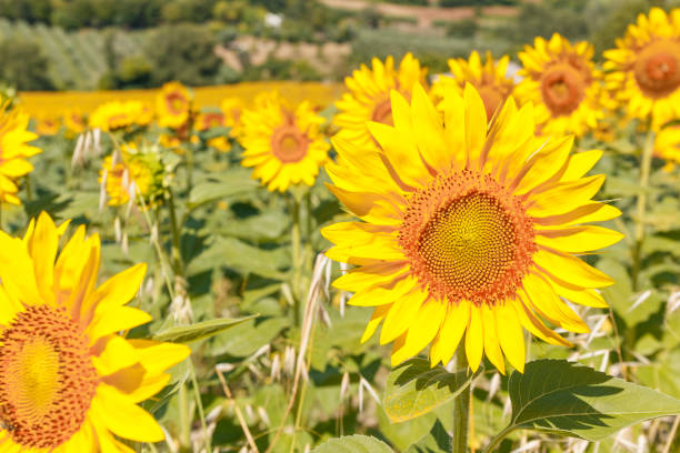 Detail view of yellow sunflowers stock photo