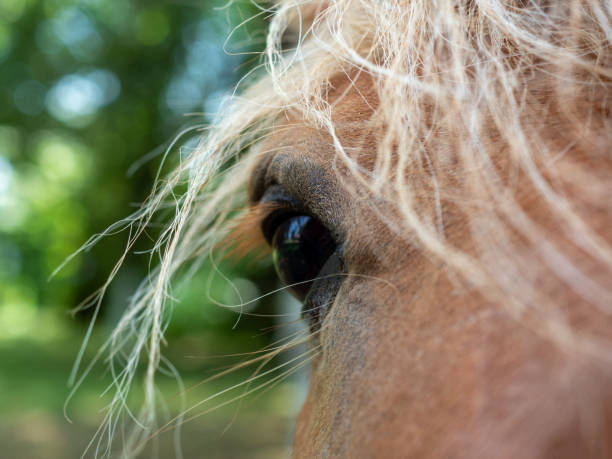 Detailed closeup of a horse eye stock photo