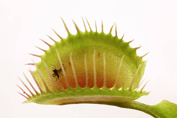 Detailed close-up of an open Venus flytrap with a fly in it Flytrap Closeup carnivorous plant stock pictures, royalty-free photos & images