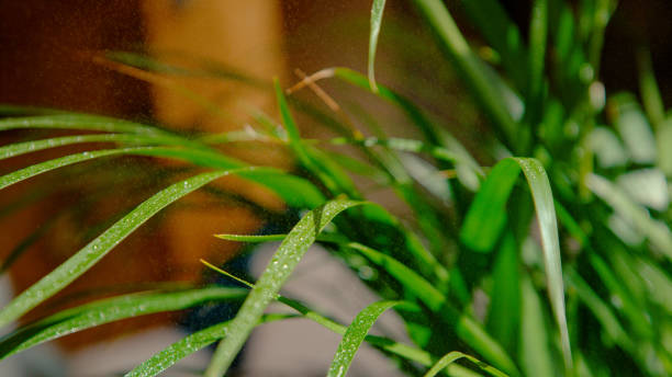 CLOSE UP, DOF: Detailed view of mist falling on the wet blades of lemongrass. stock photo