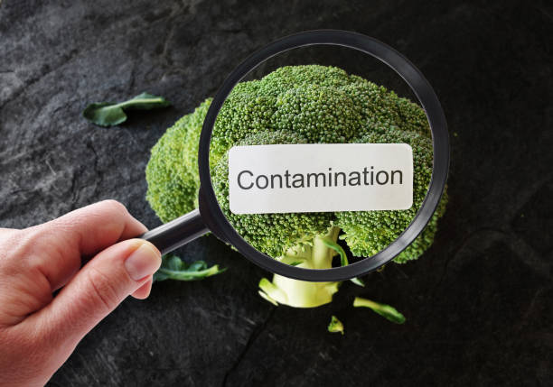 Detecting food contamination Contamination label on broccoli, being examined by a person with magnifying glass listeria stock pictures, royalty-free photos & images