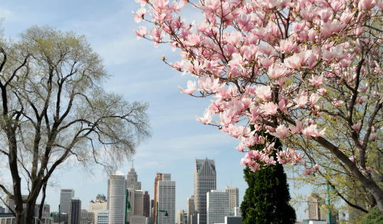 The Detroit skyline in spring with Magnolia bush in bloom. Taken in Windsor, Canada.Explore More of Detroit!