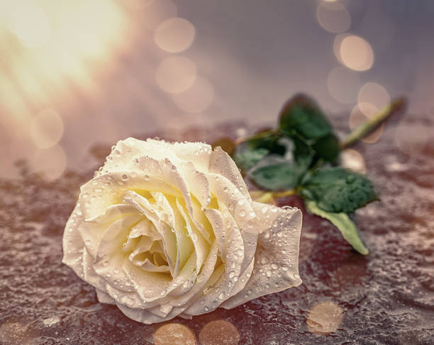 Devotion / in memory Death - a rose lies on cold ground in backlight memorial event stock pictures, royalty-free photos & images
