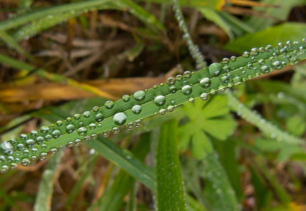 Dew Drops on a Blade of Grass stock photo