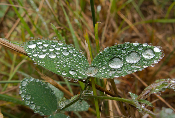 Dew Drops on a Pair of Leaves stock photo