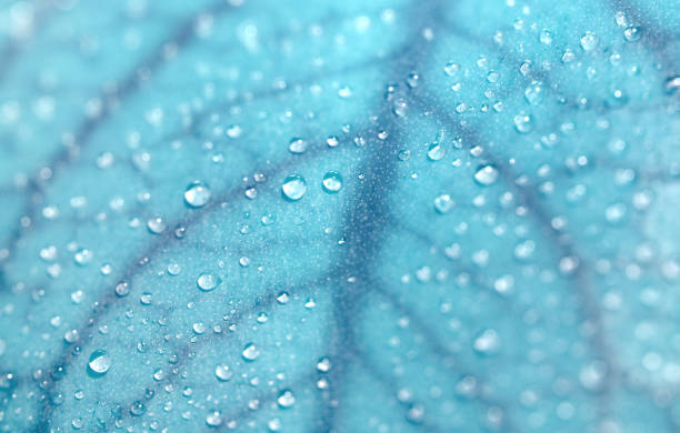 Dew on leaf Dew on leaf, close-up. dew photos stock pictures, royalty-free photos & images