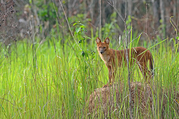 Dhole in nature  dhole stock pictures, royalty-free photos & images