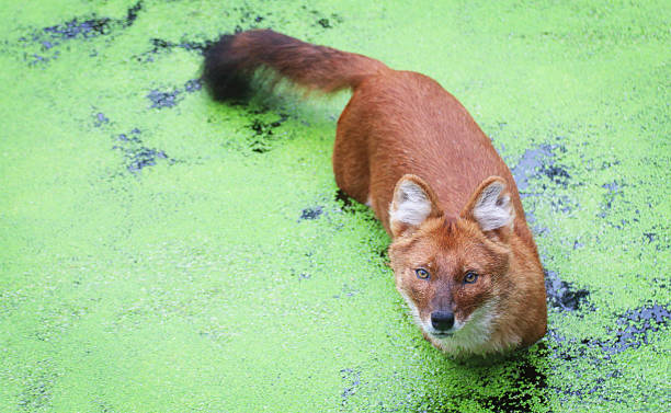 Dhole A female dhole standing in the water dhole stock pictures, royalty-free photos & images