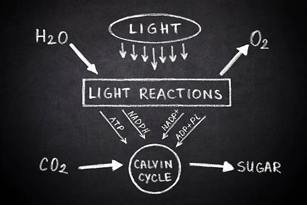 Diagram of the process of photosynthesis Photosynthesis. Diagram of the process of photosynthesis, showing the light reactions and the Calvin cycle on blackboard photosynthesis diagram stock pictures, royalty-free photos & images