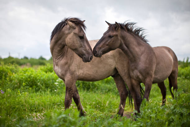 Dialogue of a pair of wild horses stock photo