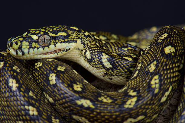 Diamond python (Morelia s.spilota) stock photo
