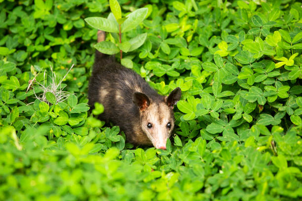 Didelphis marsupialis - marsupial mammal possum Didelphis marsupialis - marsupial mammal possum common opossum stock pictures, royalty-free photos & images