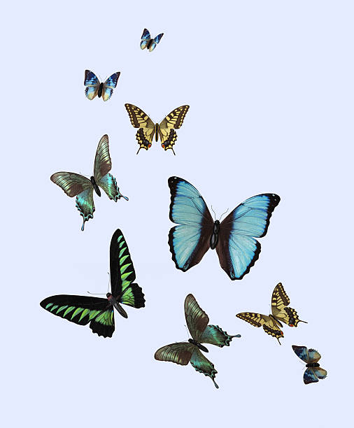 Different Butterflies Variety of The Three-dimensional Butterflies swarm of insects stock pictures, royalty-free photos & images