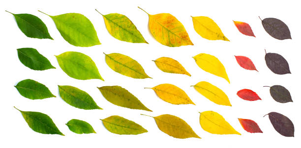 Different shades of single autumn leaves stock photo
