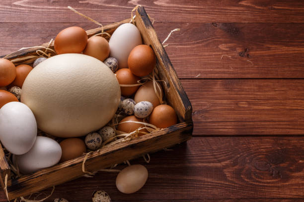 Different size eggs on a straw in a box, place for wording stock photo