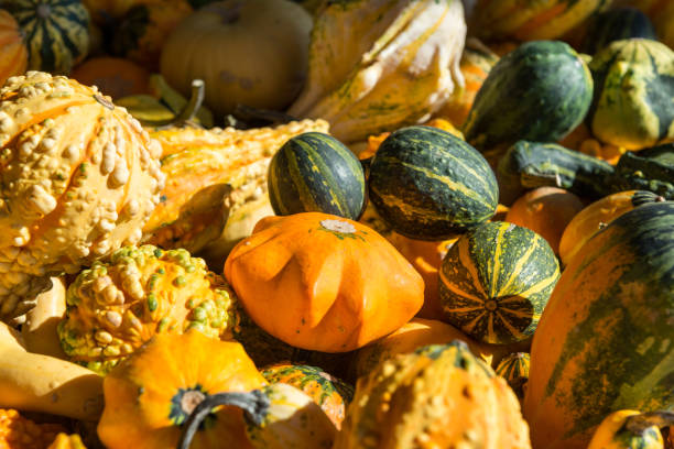 Different varieties of pumpkins stock photo