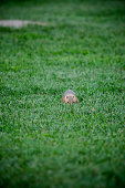 Prairie dog in the grass is digging down and foraging for food.