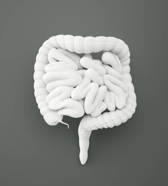 Digestive system with clipping path Digestive system with clipping path, on gray background , 3d render colon stock pictures, royalty-free photos & images