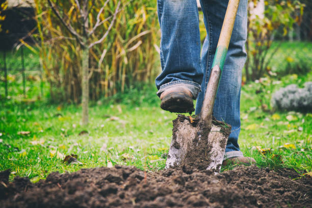 Digging in a garden with a spade Gardener digging in a garden with a spade. Man using a big shovel for digging old lawn. Foot in motion. gardening equipment photos stock pictures, royalty-free photos & images