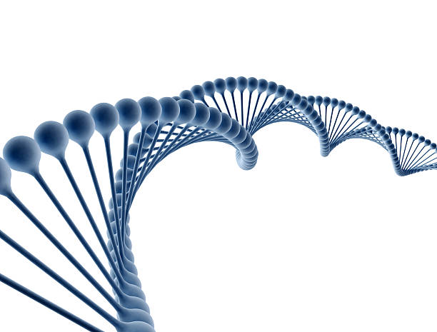 Digital illustration of a dna Digital illustration of a dna isolated on white background helix model stock pictures, royalty-free photos & images